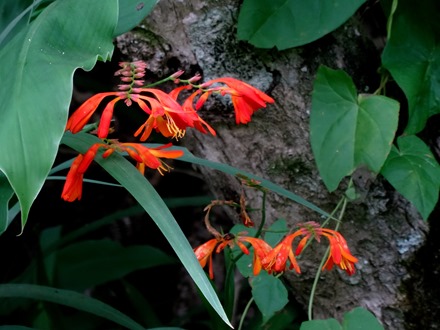 258. Waitangi, New Zealand