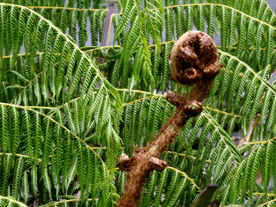 260. Waitangi, New Zealand