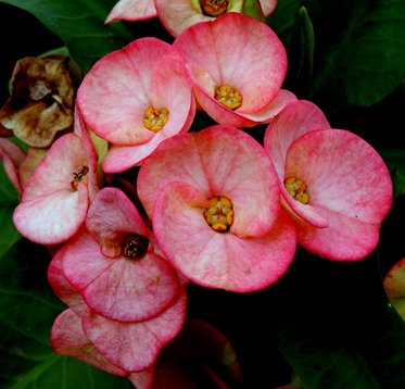 261. Nuku Hiva, Marquesa Islands