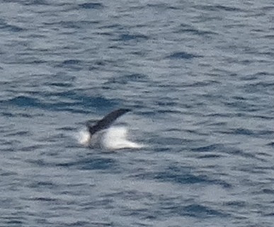 281. Waitangi, New Zealand