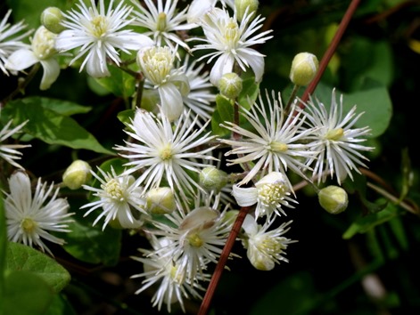 50. Picton, New Zealand