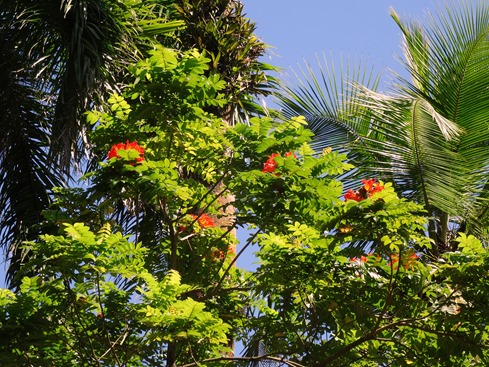 61. Puerto Limon, Costa Rica