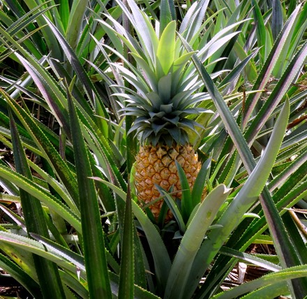 8.  Opunohu Bay, Moorea