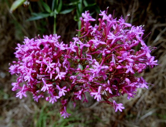 80. Picton, New Zealand