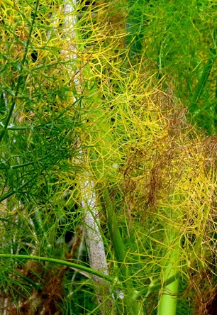 83. Picton, New Zealand