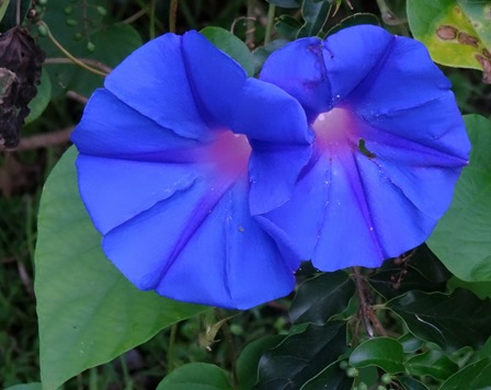 85. Waitangi, New Zealand