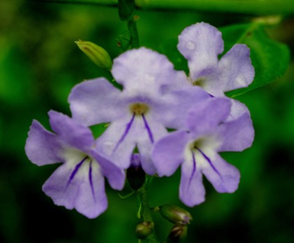 88. Nuku Hiva, Marquesa Islands
