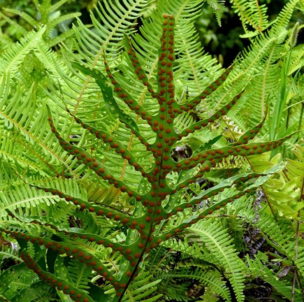 89. Nuku Hiva, Marquesa Islands