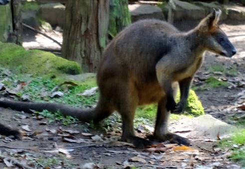 90. Sydney, Australia  (Day 1)