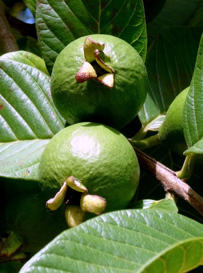95.  Opunohu Bay, Moorea