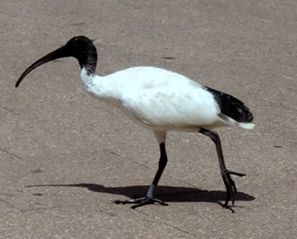 95. Sydney, Australia  (Day 2)