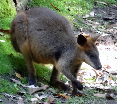 96. Sydney, Australia  (Day 1)