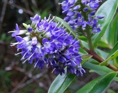 96. Waitangi, New Zealand