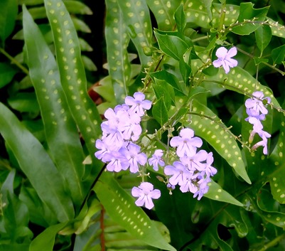 97. Nuku Hiva, Marquesa Islands