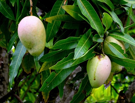 98. Nuku Hiva, Marquesa Islands