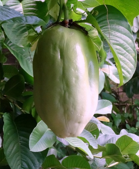 98.  Opunohu Bay, Moorea