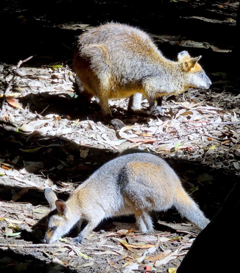 98. Sydney, Australia  (Day 1)