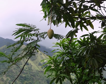 99. Nuku Hiva, Marquesa Islands