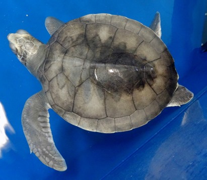 105. At Sea Toward Townsville, Australia