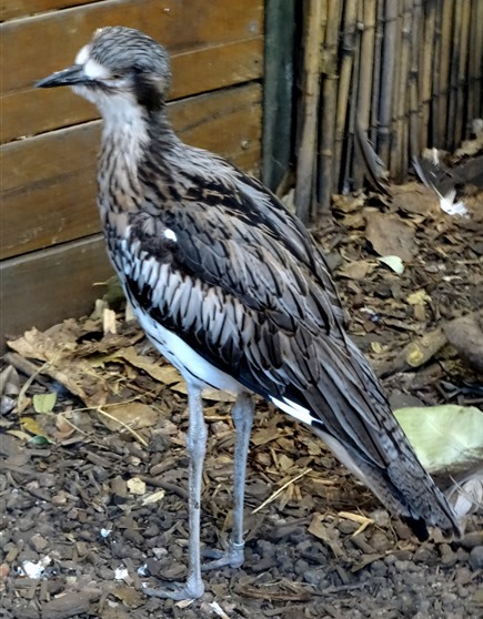 126. Cairns, Australia