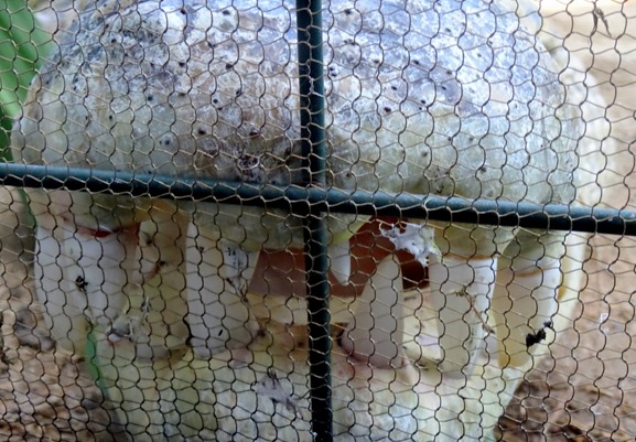 127. Cairns, Australia