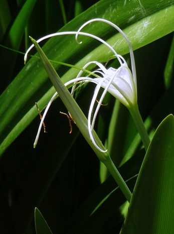 136. At Sea Toward Townsville, Australia