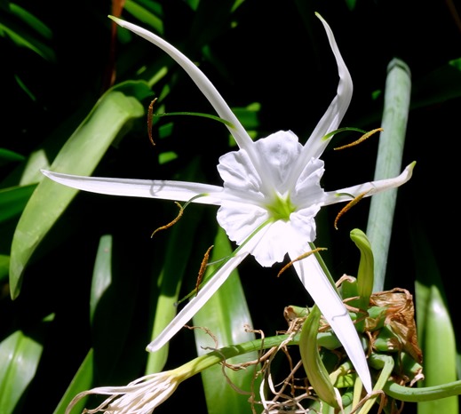 138. At Sea Toward Townsville, Australia