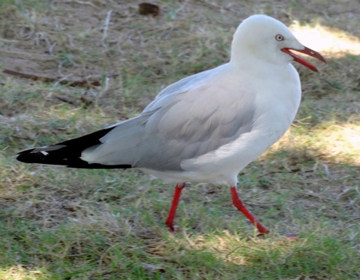 164. At Sea Toward Townsville, Australia