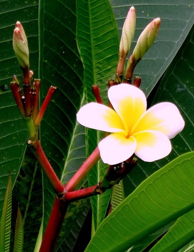 177. Jakarta, Java, Indonesia