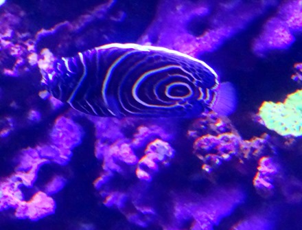 20. At Sea Toward Townsville, Australia