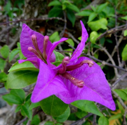 244. Bali, Indonesia