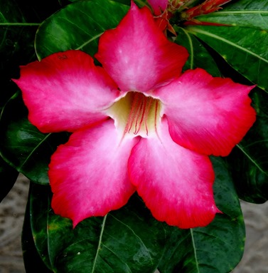 245. Bali, Indonesia