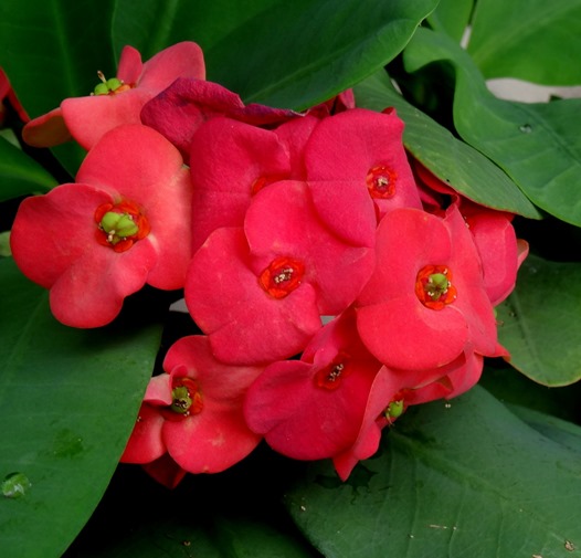 246. Bali, Indonesia