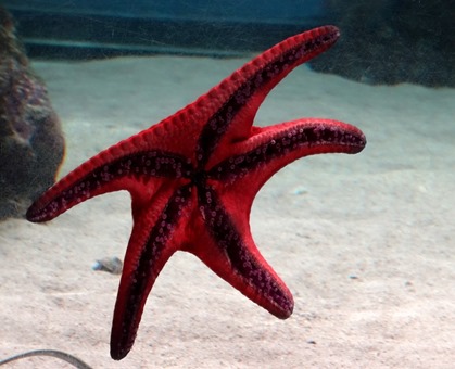 28. At Sea Toward Townsville, Australia