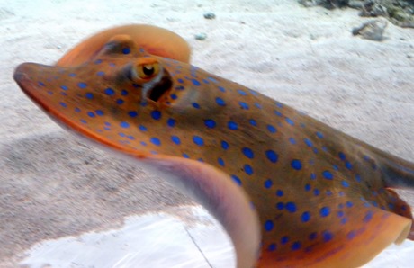 31. At Sea Toward Townsville, Australia