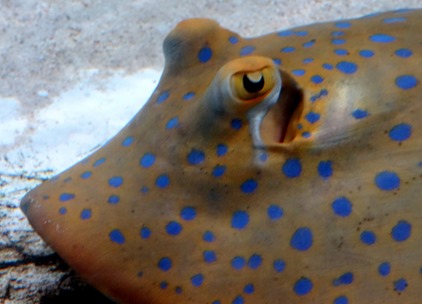 34. At Sea Toward Townsville, Australia