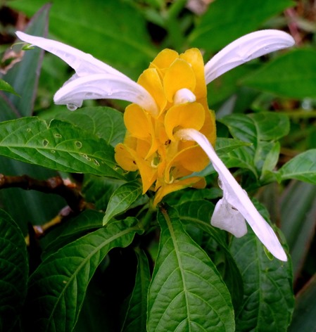 36. Jakarta, Java, Indonesia