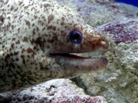 38. At Sea Toward Townsville, Australia