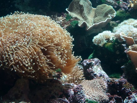 61. At Sea Toward Townsville, Australia