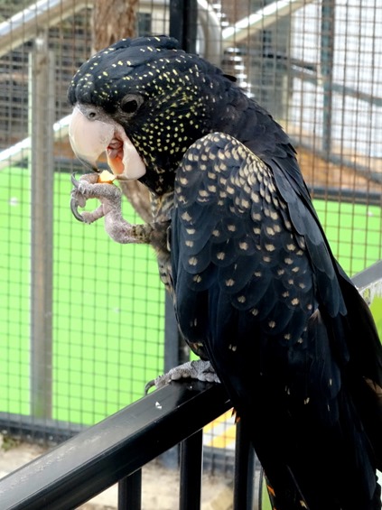 66. Cairns, Australia