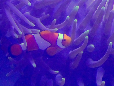 73. At Sea Toward Townsville, Australia