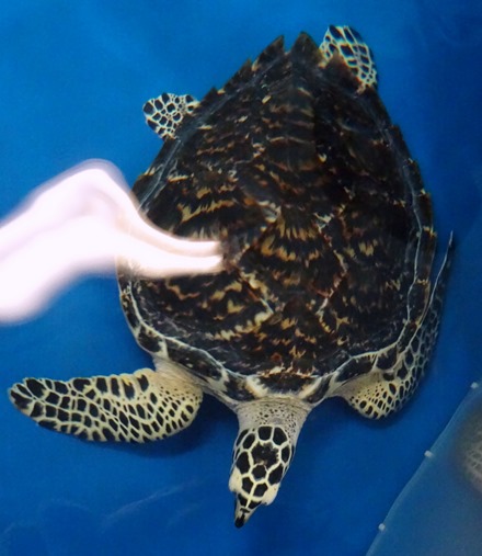 83. At Sea Toward Townsville, Australia