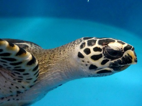 86. At Sea Toward Townsville, Australia