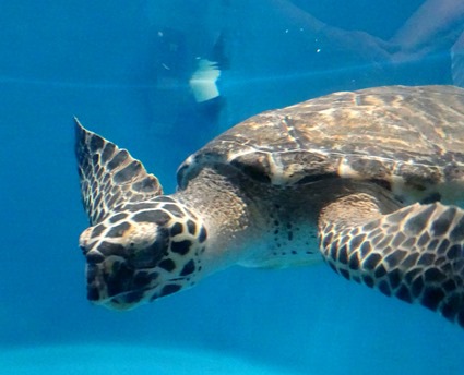 91. At Sea Toward Townsville, Australia