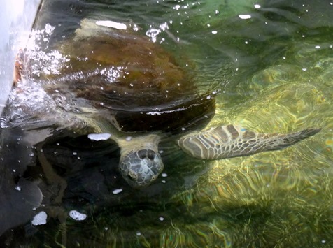 96. At Sea Toward Townsville, Australia