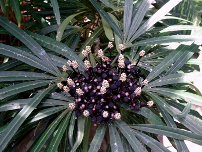 96. Cairns, Australia