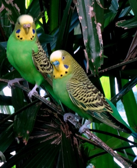 97. Cairns, Australia