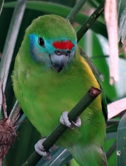 99. Cairns, Australia