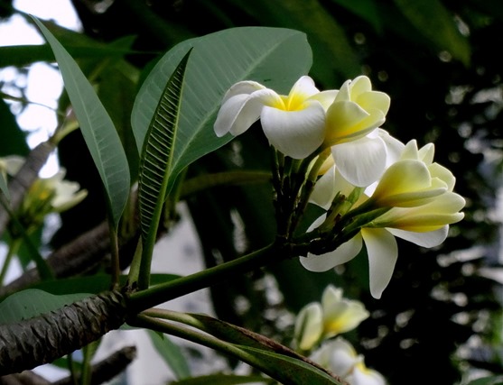 118. Singapore (Day 2)