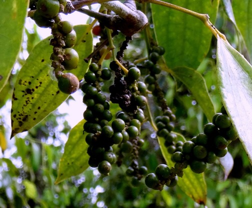 83. Sihanoukville, Cambodia